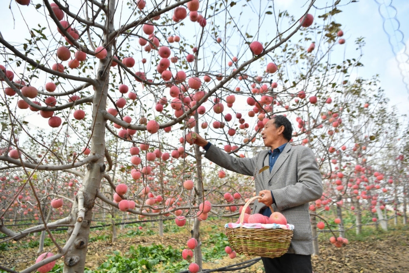 小苹果扶贫致富,小苹果脱贫大产业