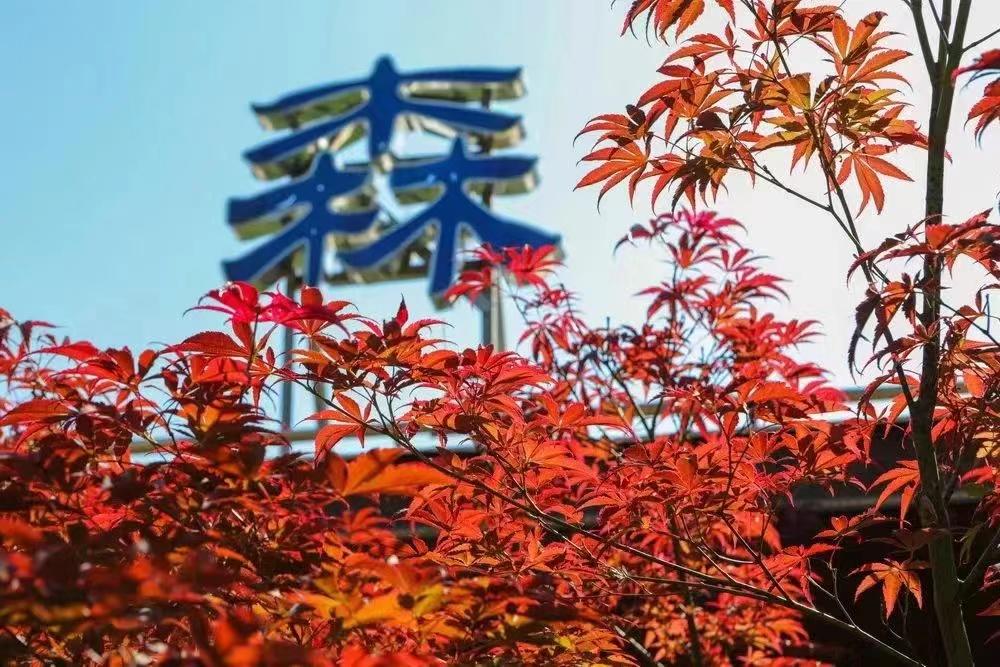 崇明岛看枫叶,崇明赏枫最佳去处