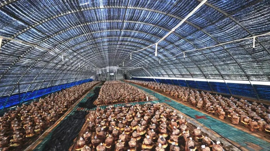 央视新闻客户端:吉林和龙电力“满格赋能”铺就乡村致富路