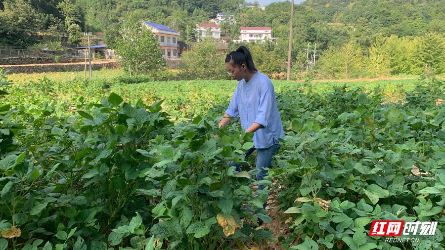 张家界基层*党**建工作优秀实践创新案例：慈利县农学博士团队服务站助力“三农”新发展