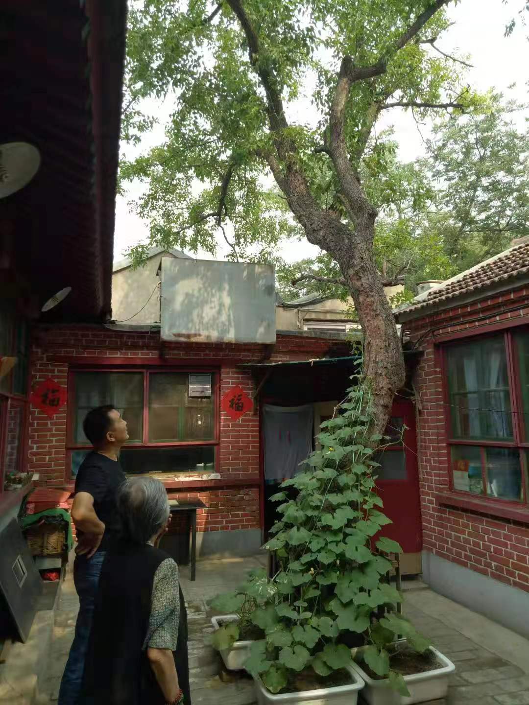 怎样救活一棵干枯的树,如何救活一棵干枯的树