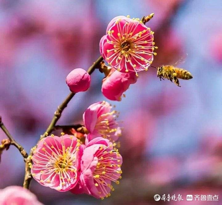 梅花香自苦寒来原唱,梅花香自苦寒来古诗全文