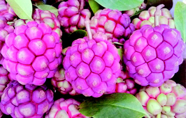 桂林这种山间野果如何变金果,广西桂林野果桃金娘