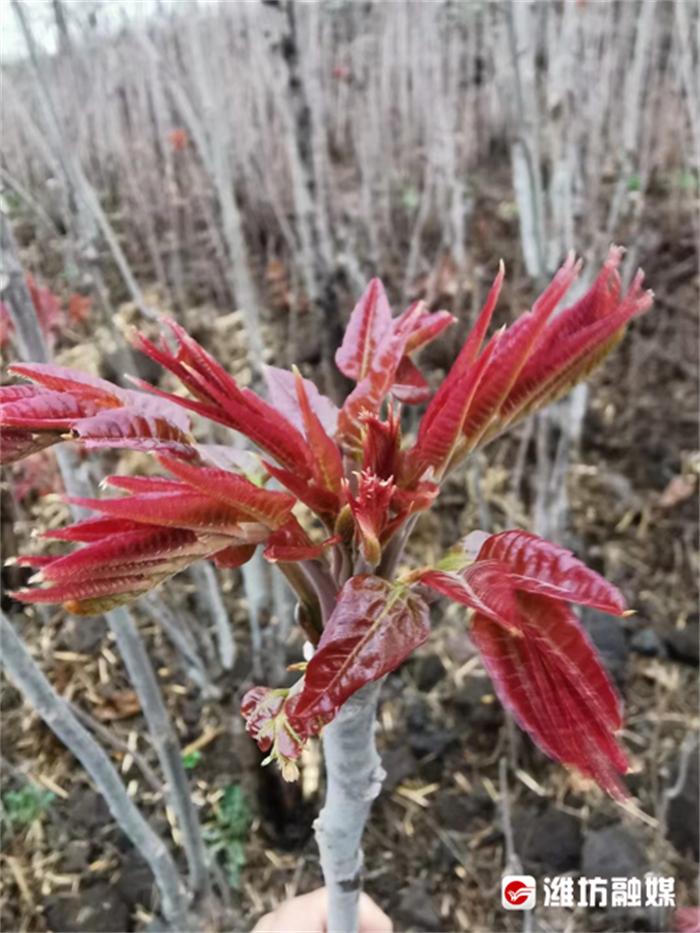 梅花山下“香椿红”