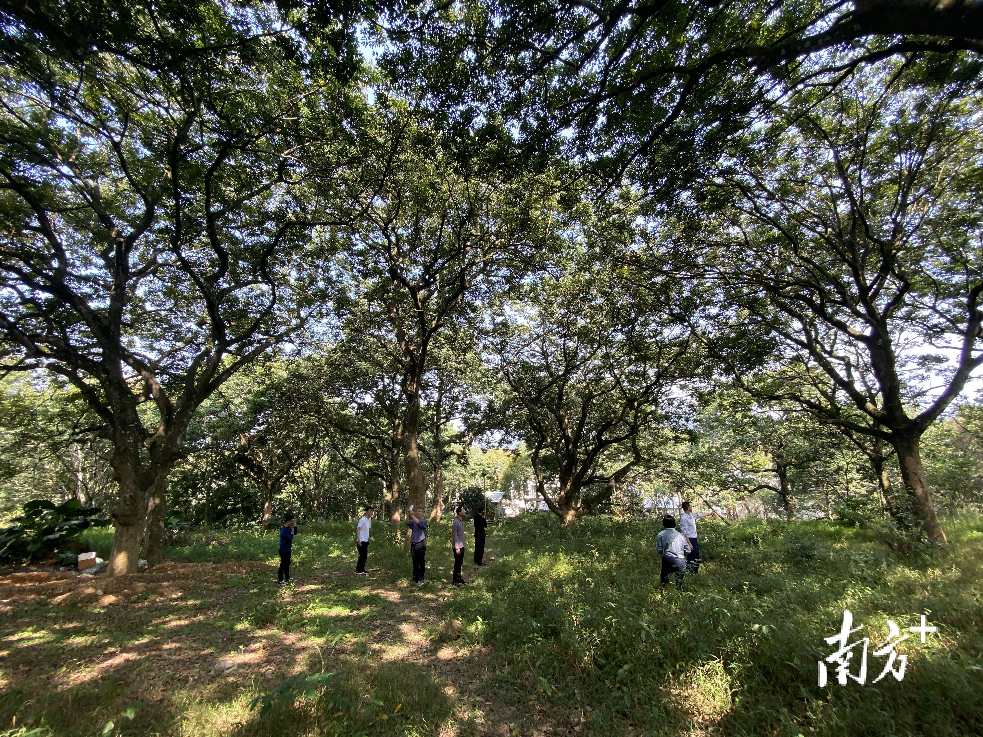 橄榄树怎么采摘,野生橄榄树怎么摘
