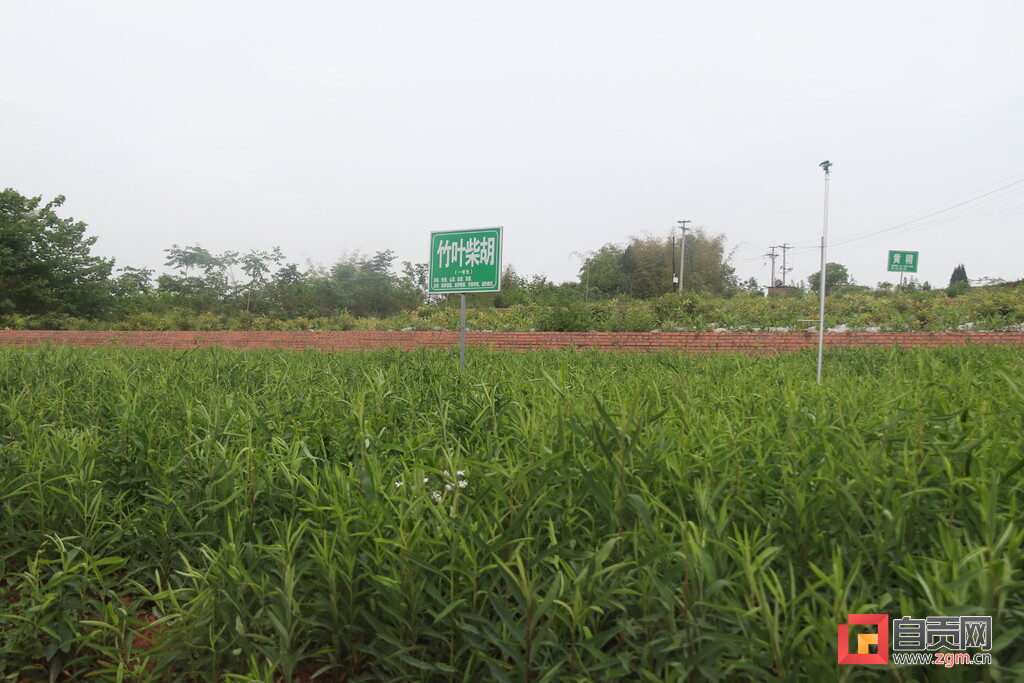 种植中药材实现乡村振兴,中医药材种植赋能乡村振兴