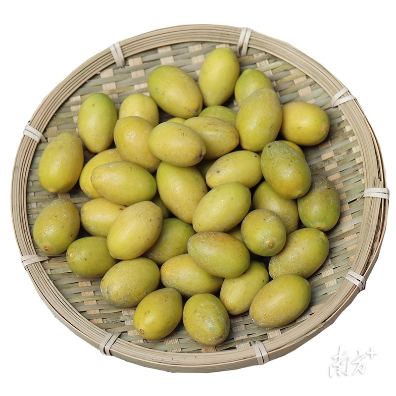 市面上好吃的橄榄有几个品种,橄榄的种类和区别