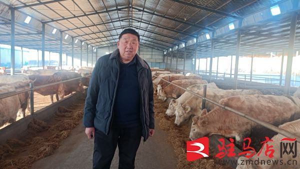 养殖上万头牛的大户,农村养殖100多头牛