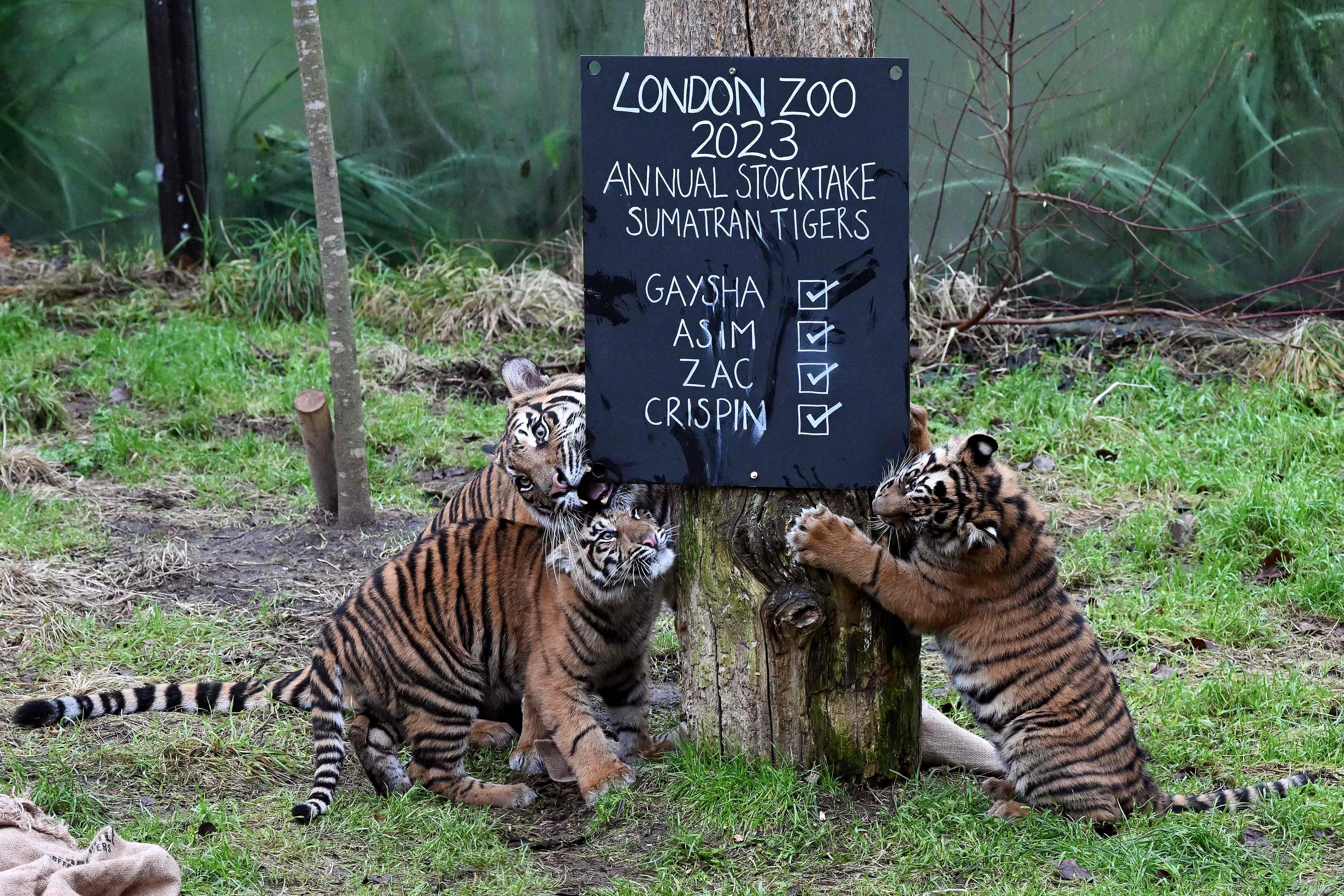 伦敦动物园动物大盘点,欧洲伦敦动物园