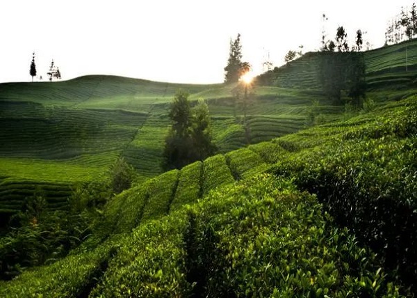 今天聊聊黔西南州的康养产品和美食（十三）