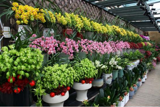 春节活动欢乐祥和过年,欢乐春节系列活动