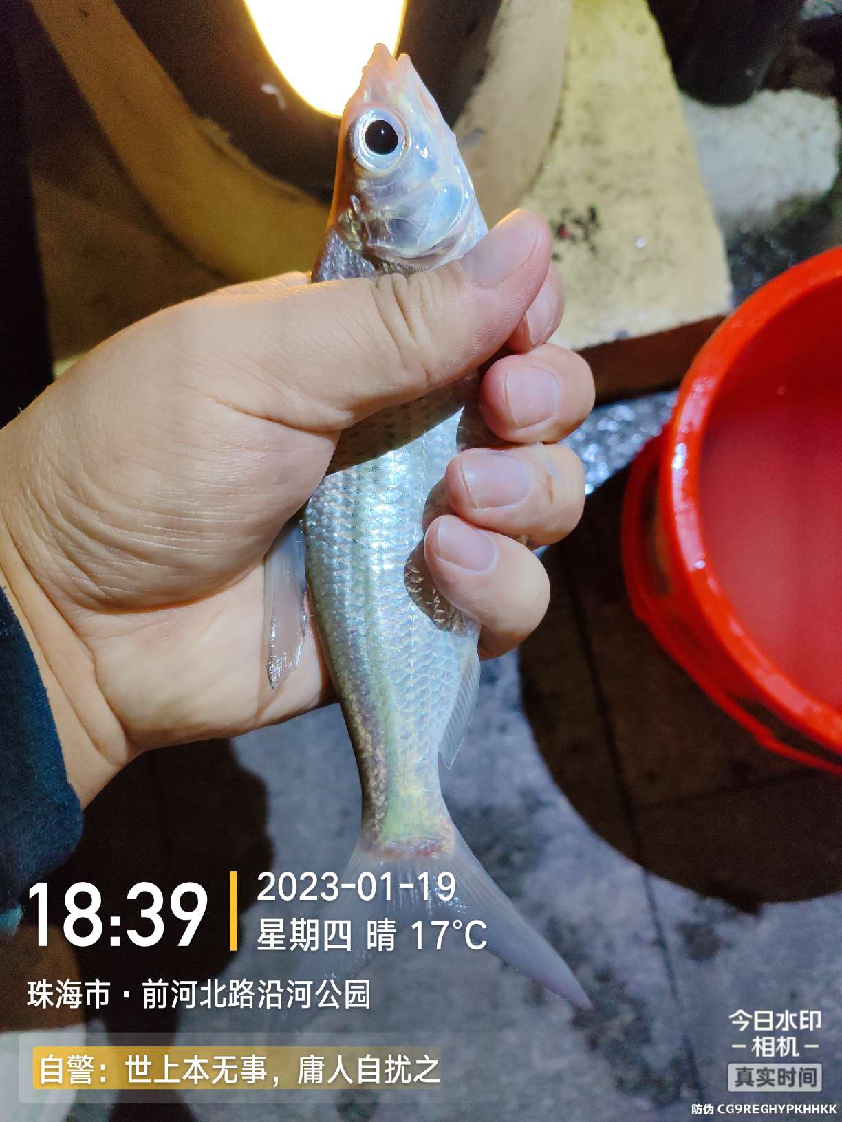 再回昔日热门钓位，铩羽而归，幸有鳊鱼数尾，颜面方得以保留