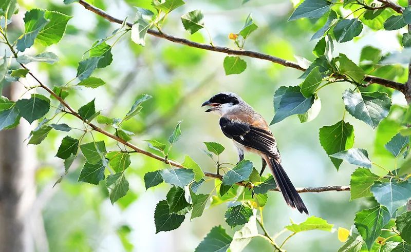 兔年每月有几个节气,兔年1月份日历