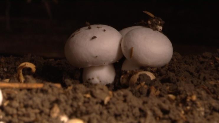 小蘑菇种出大产业,小蘑菇撑起大产业