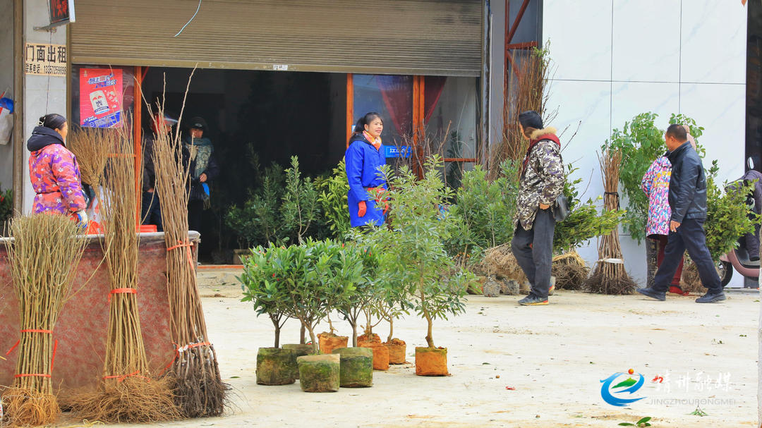 新春走基层|靖州：苗木市场人气旺花卉果木购销忙