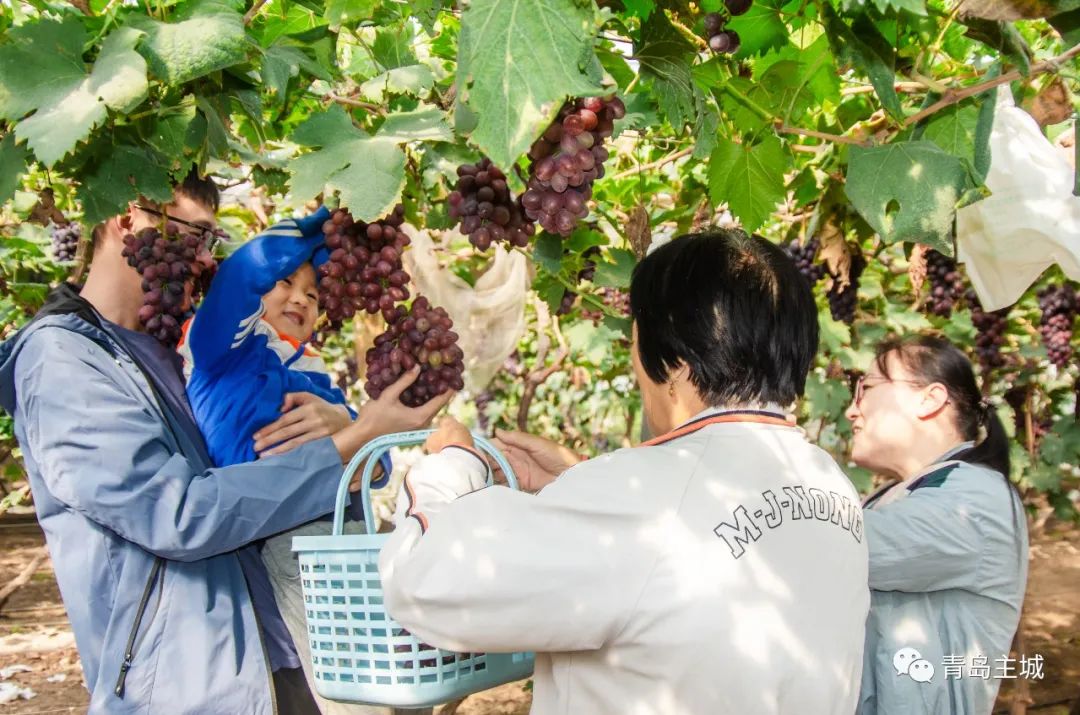 焦点访谈专访青岛市委书记,莱西市委书记周科