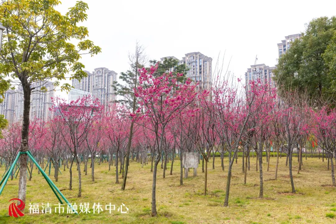 福清看樱花的地方,福清樱花圣地