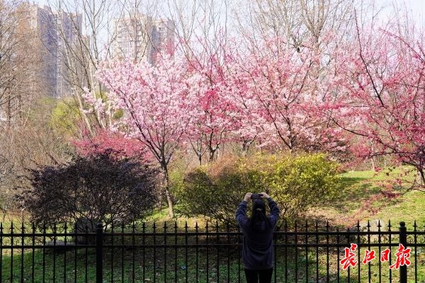 在樱花校园怎么找到自己的老家,樱花最开始的初始地是哪里