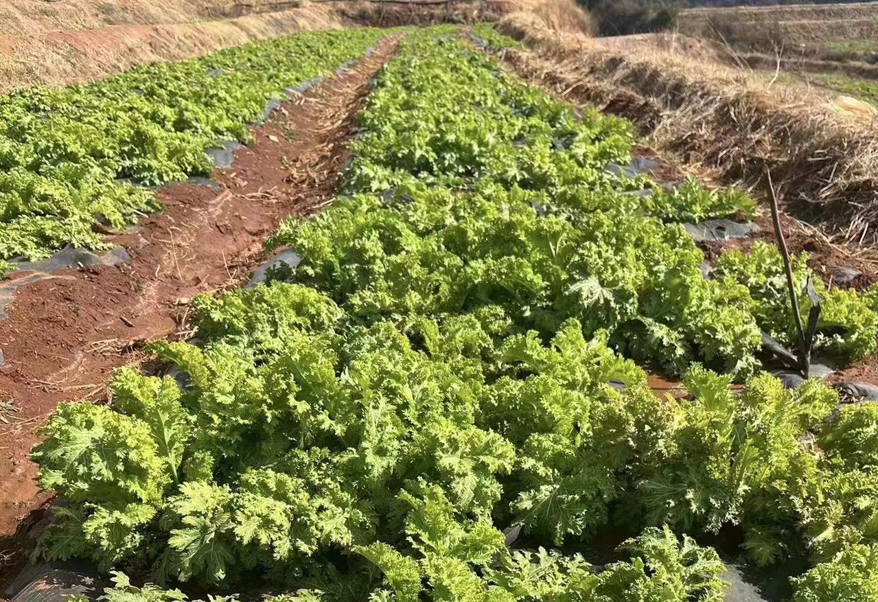 乡村振兴正当时返乡创业,乡村振兴小农经济