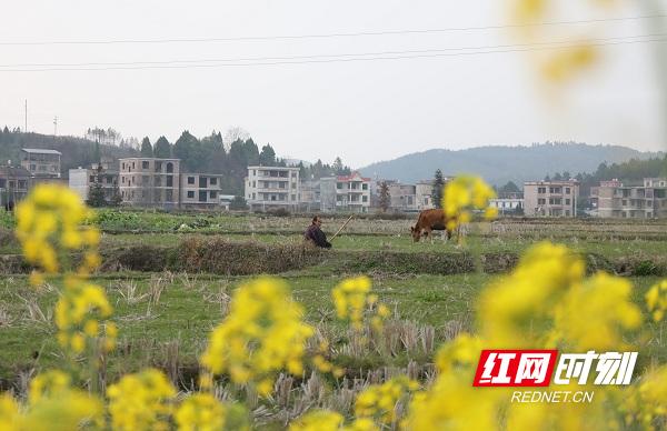 湖南新田油菜花,永州新田油菜花开壮观如雪景组图