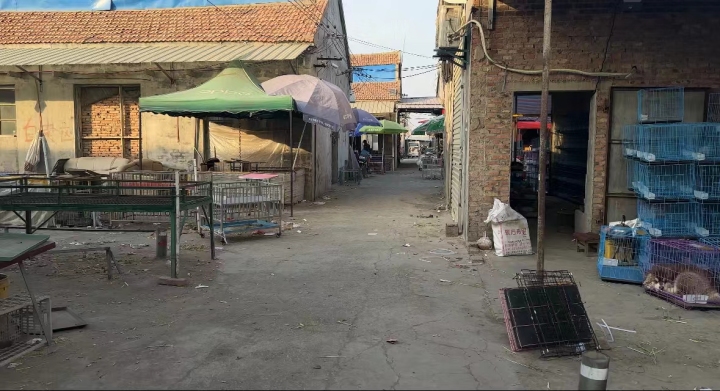 宠物线上代购主播背后的圈套：谁演得好谁就赚得多