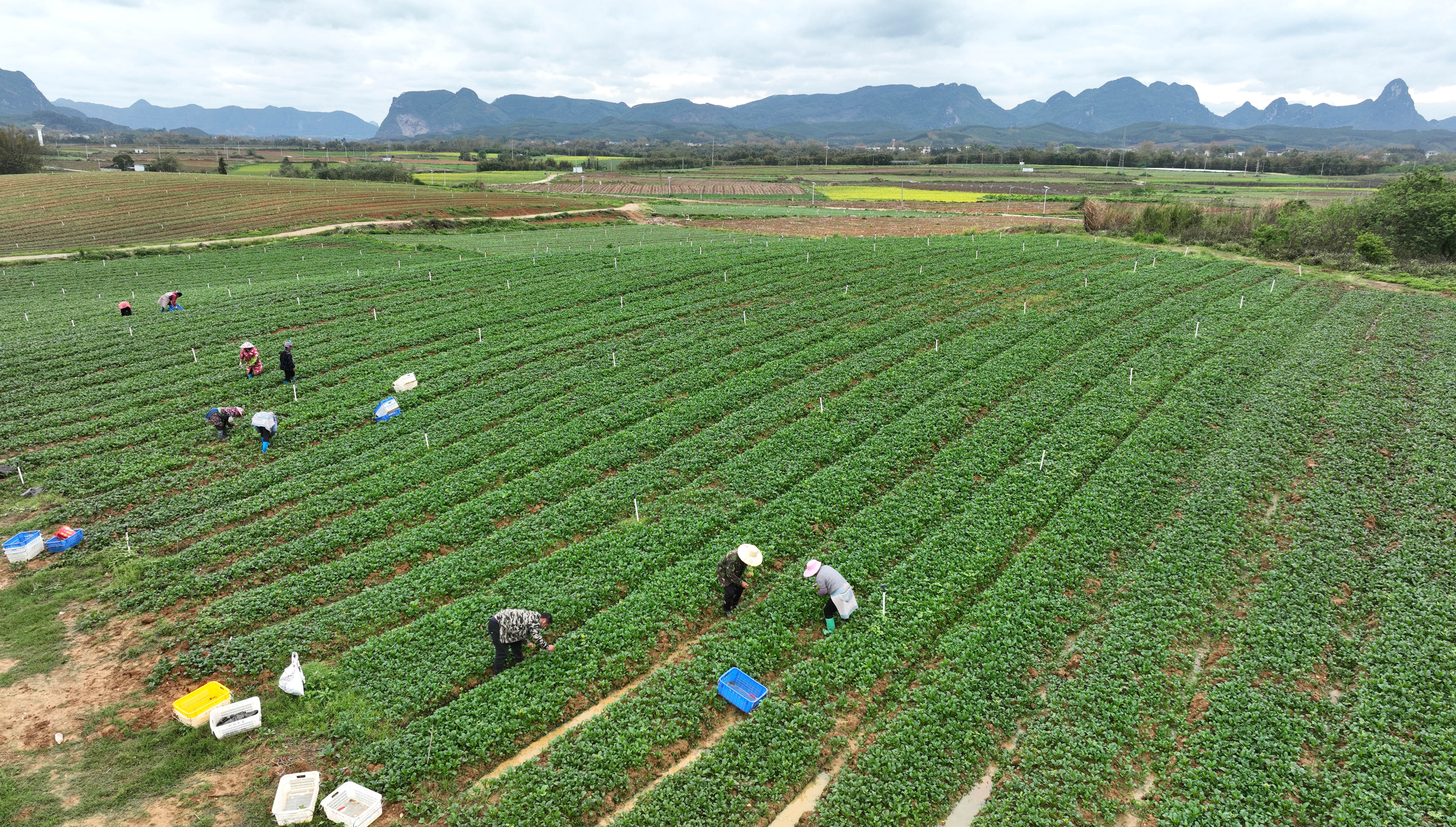 柳南区螺蛳粉产业发展生态圈,柳州螺蛳粉入选乡村振兴
