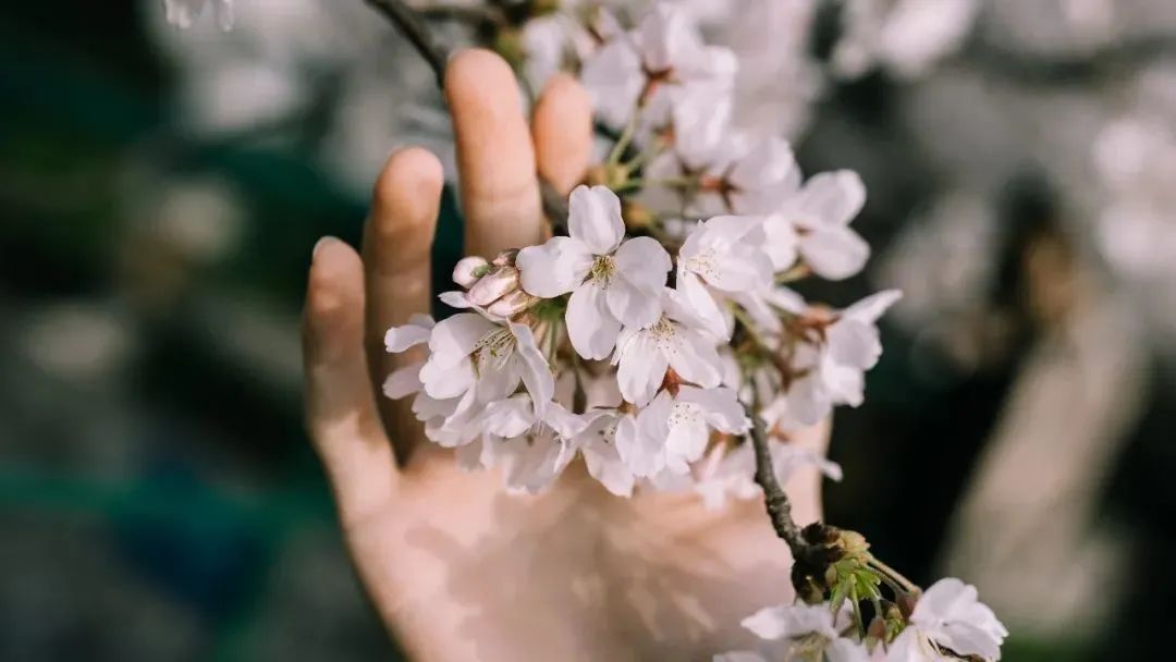 春日赏花先识花，识花先看这一篇~