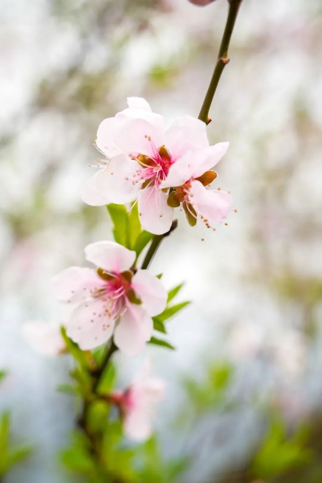 春日赏花先识花，识花先看这一篇~