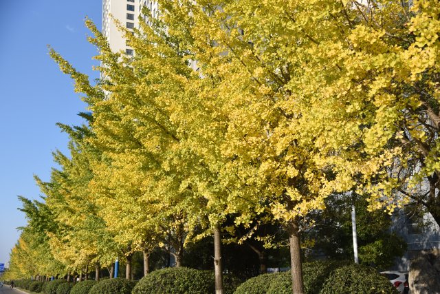 有一种叫云南的生活|云南的“宝藏绿化带”里可不只有迷迭香!