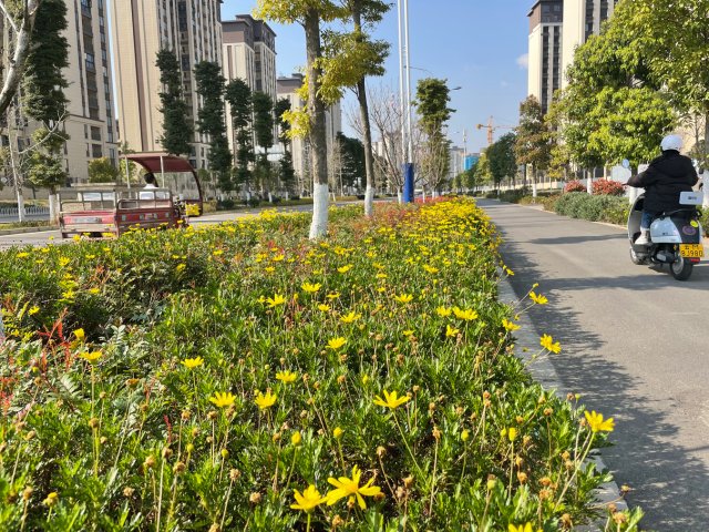 有一种叫云南的生活|云南的“宝藏绿化带”里可不只有迷迭香!