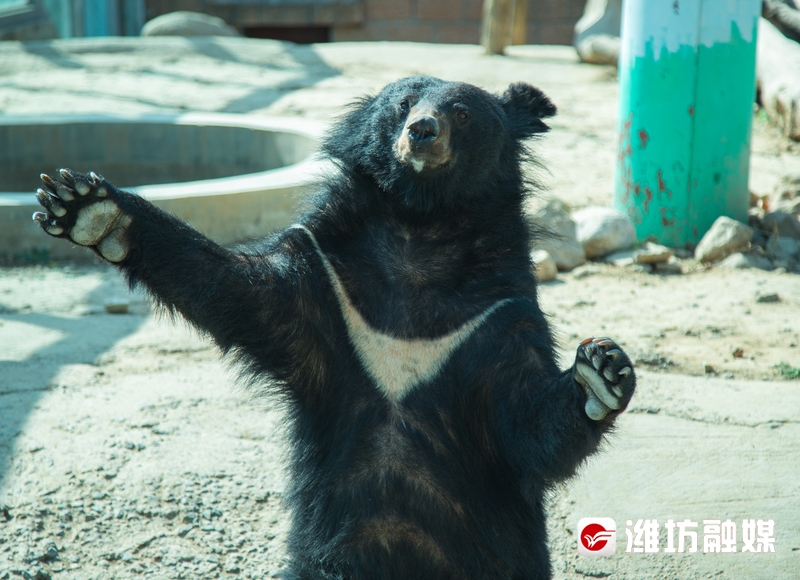 潍坊金宝乐园导游图高清,潍坊金宝乐园实体拍摄