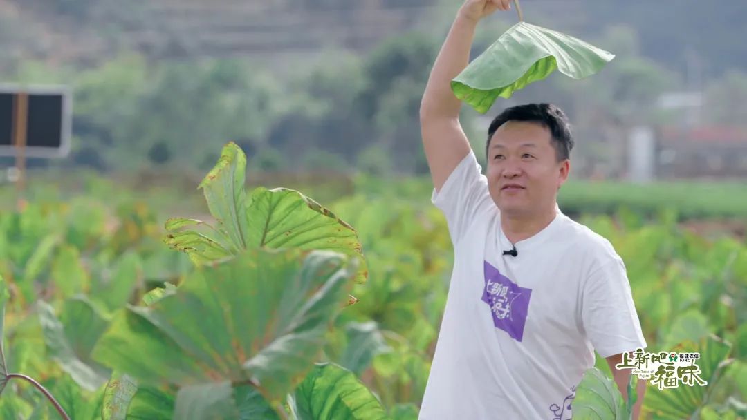 福鼎槟榔芋哪里的特产,福鼎槟榔芋主要产区