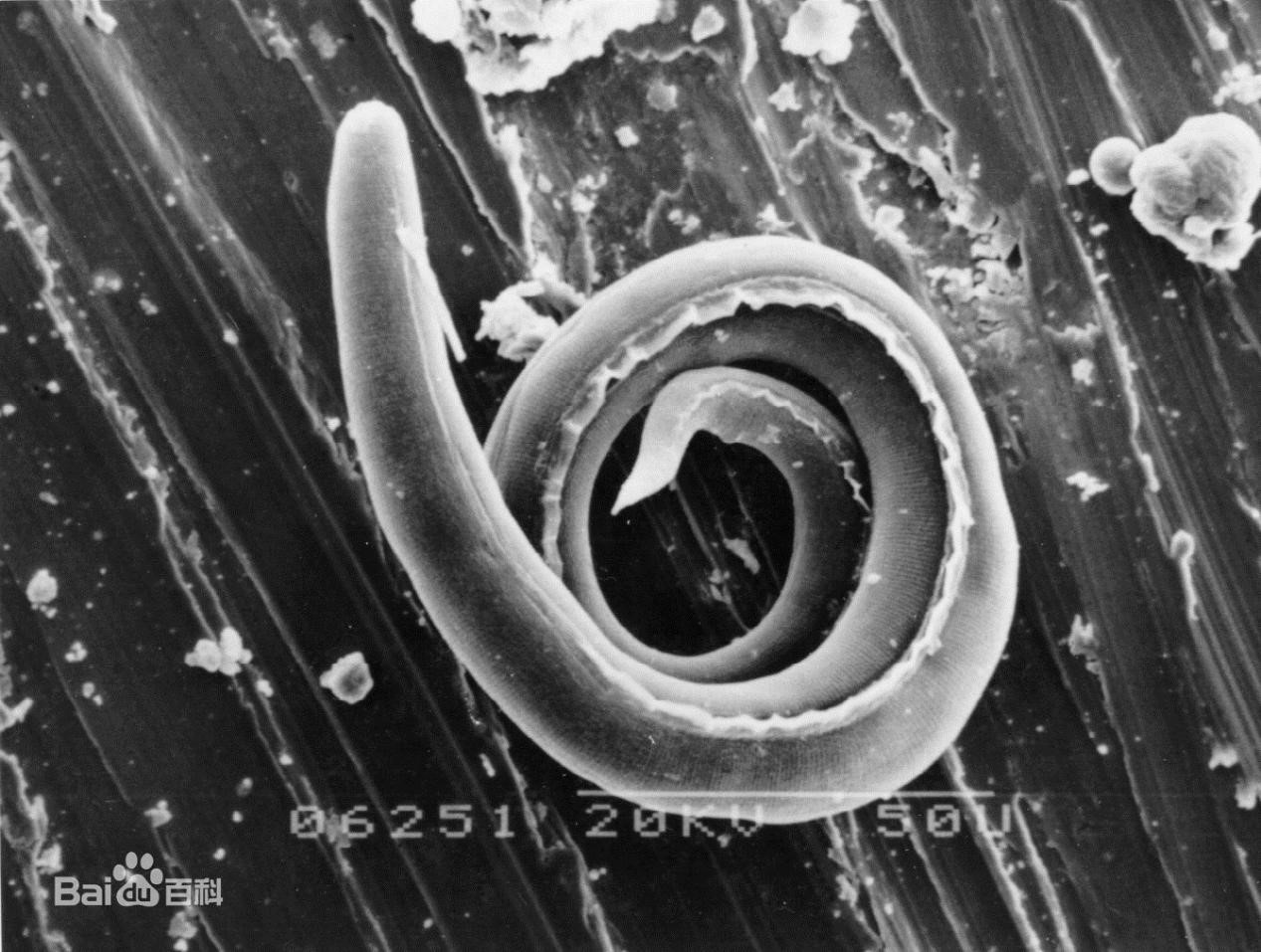 福寿螺到底有多难吃而且还不能吃,福寿螺究竟能吃吗