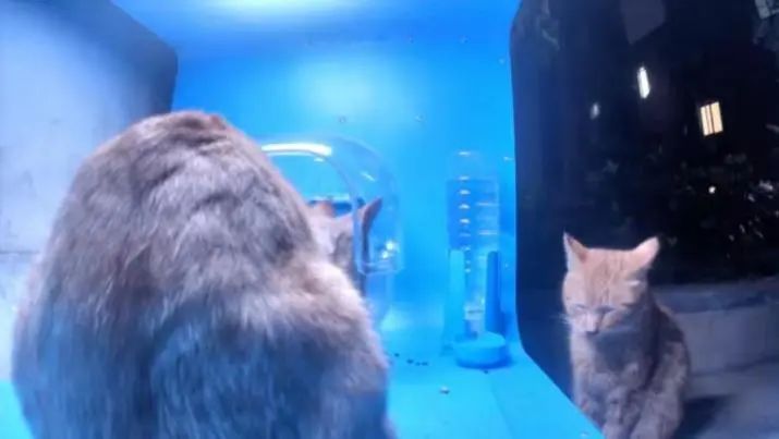 流浪猫自动喂粮器防蚂蚁,流浪猫自动喂猫粮