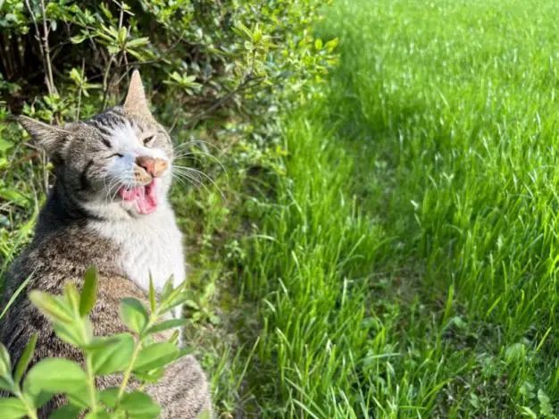 自动喂猫器流浪猫,流浪猫自动投放猫粮机器