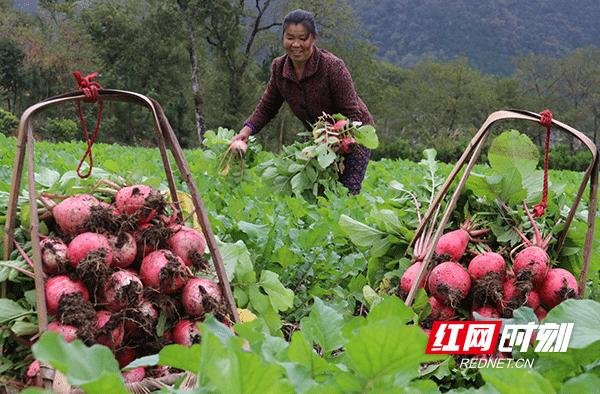 持续抓好农业强县,持续打造农业强县
