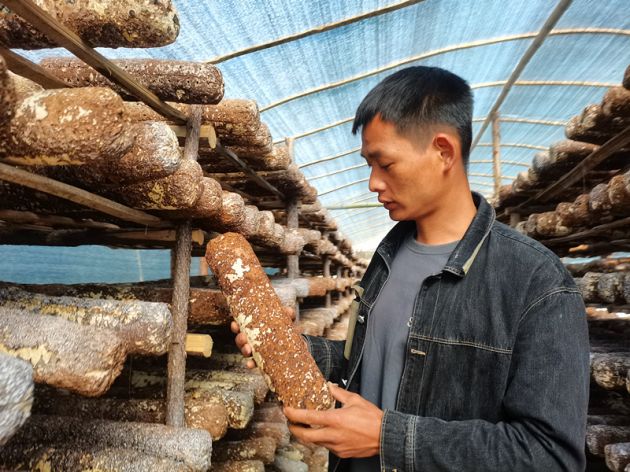 腾冲香菌菇种植,腾冲香蕈种植