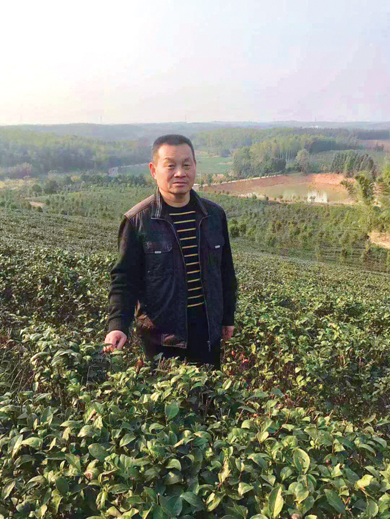 从“致富带头人”到“法治带头人”“茶叶书记”的“法治经”