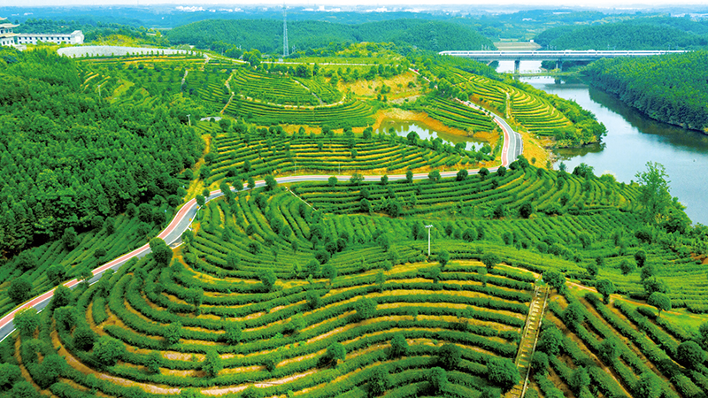 从“致富带头人”到“法治带头人”“茶叶书记”的“法治经”