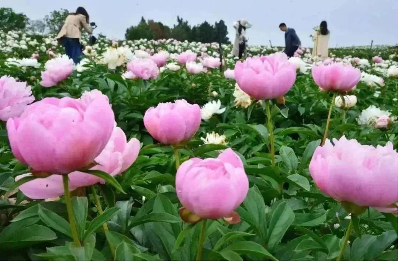来金堂赏花,成都金堂风景