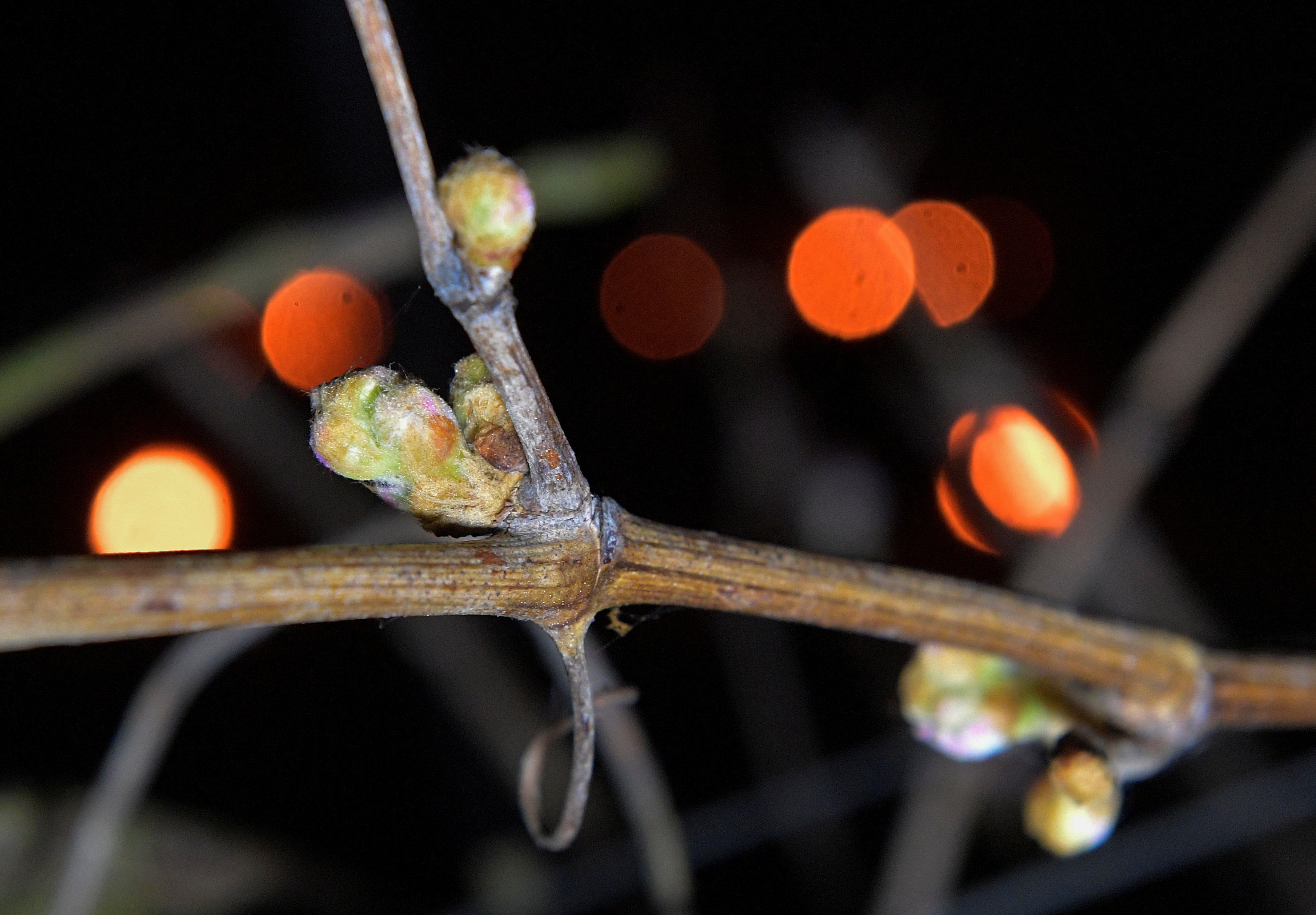 国外的葡萄树冬天保暖吗,外代一线新西兰