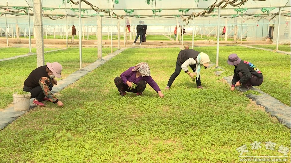 农业产业脱贫增收,秦州区全国农业绿色发展先行区