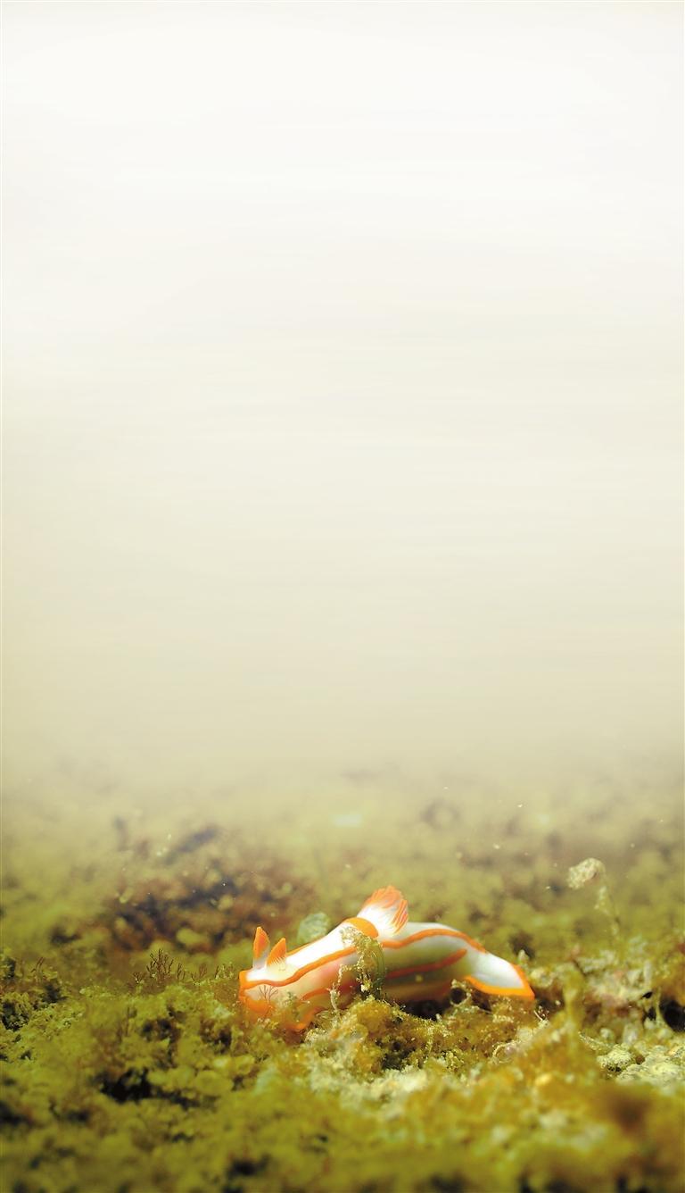 全国首档全年不间断海底慢直播栏目上线，深圳海底“十二时辰”收获海量关注