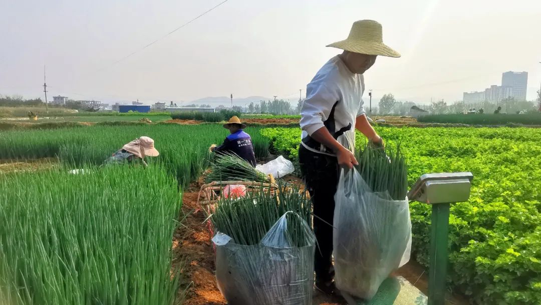 种植20亩小葱能挣多少钱,15亩大棚蔬菜一年能挣多少钱