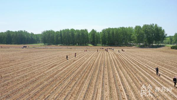 盐城生态高效农业示范园,响水黄河故道振兴视频