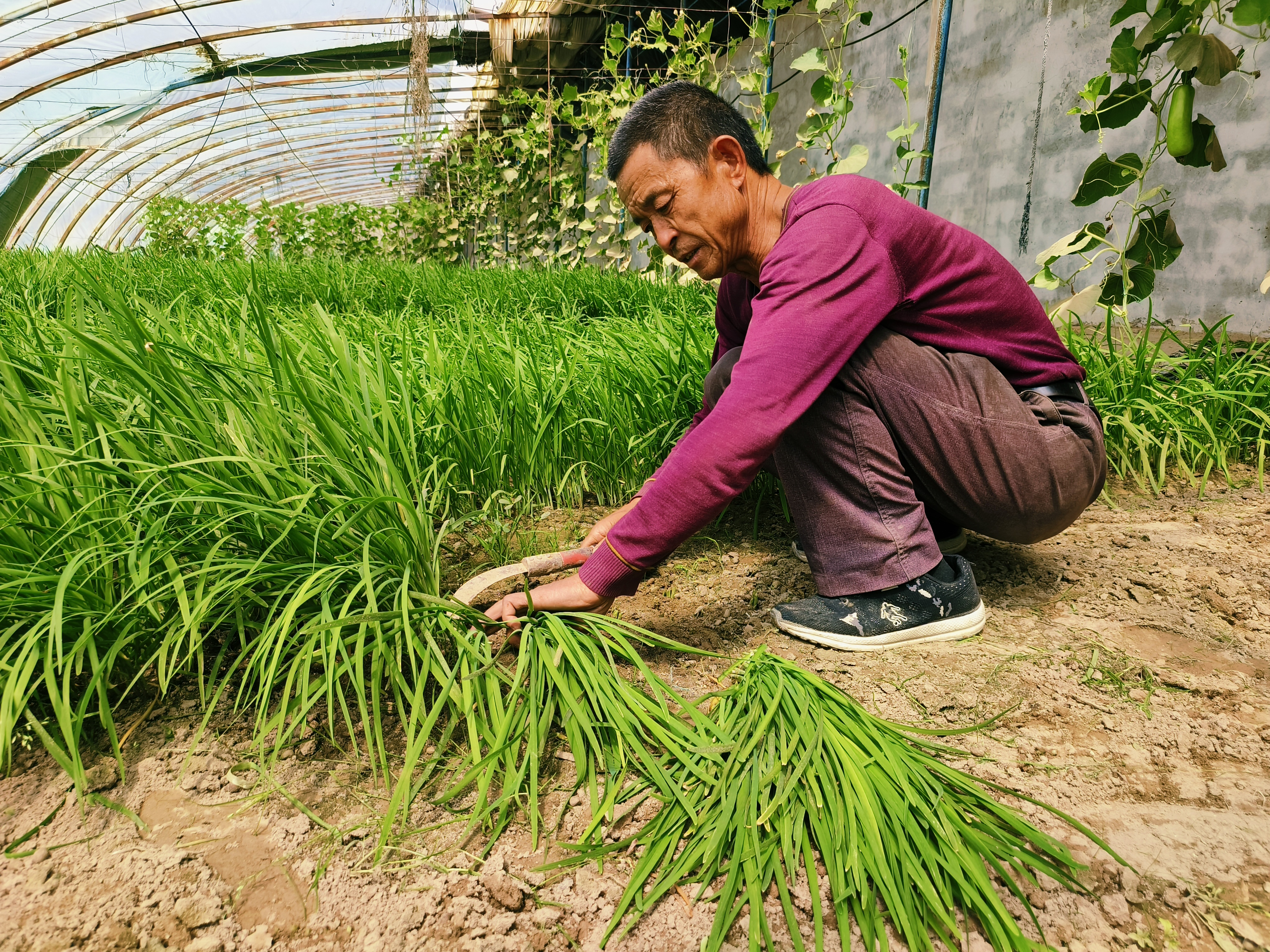 大棚经济打造乡村振兴新引擎,农业大棚如何助推乡村振兴