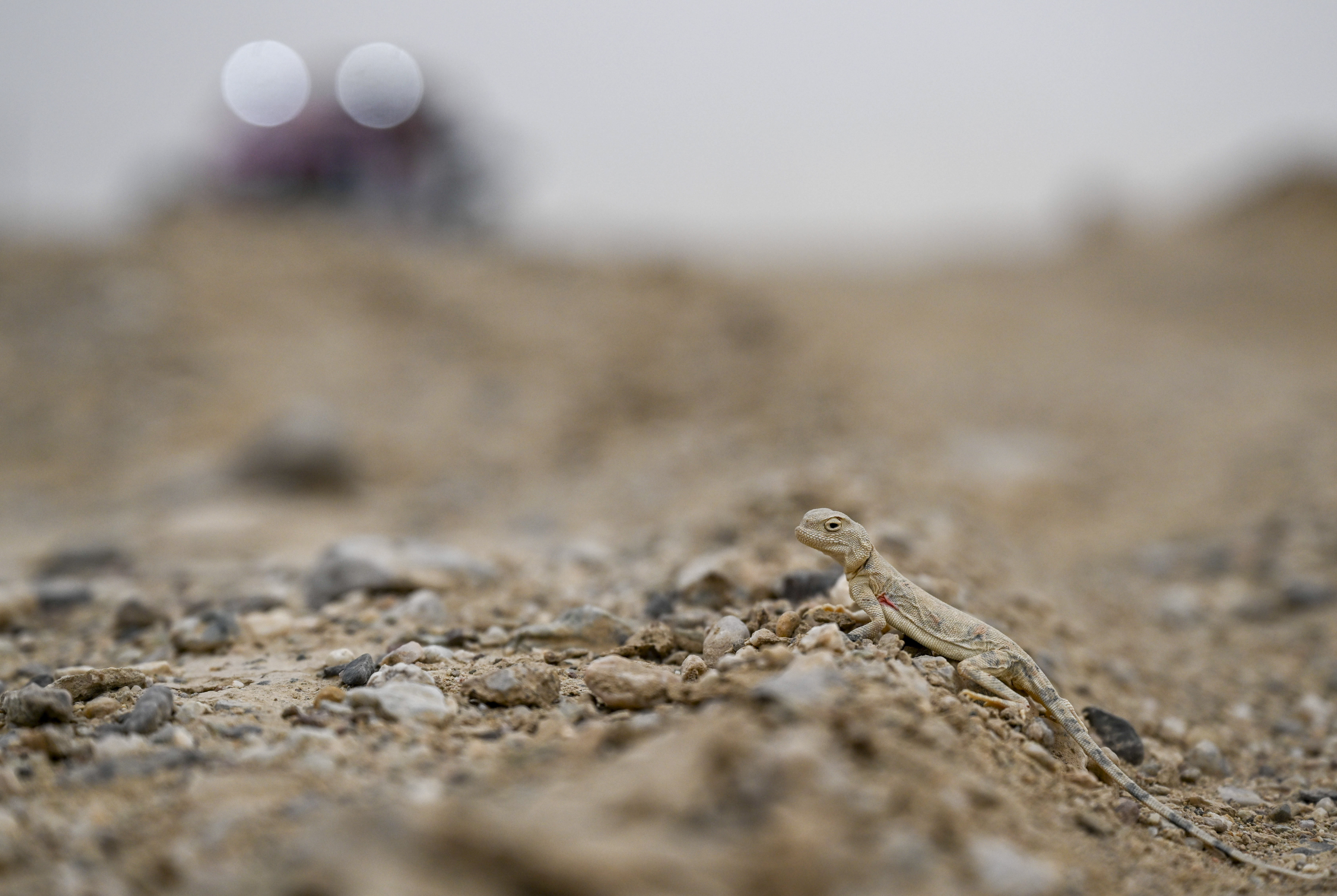 2023中国环塔拉力赛比赛成绩,体育赛车拉力赛