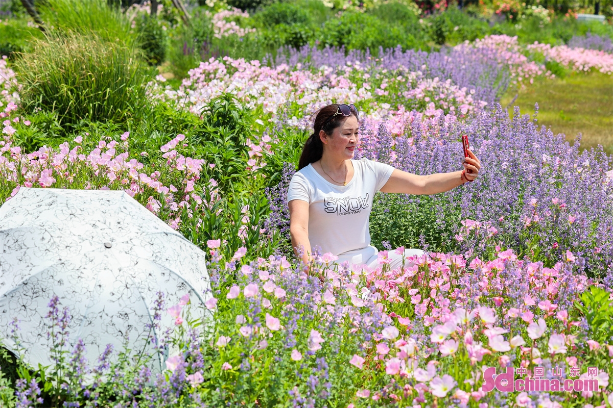 青岛开满玫瑰花的地方,青岛400亩花海惊艳盛开
