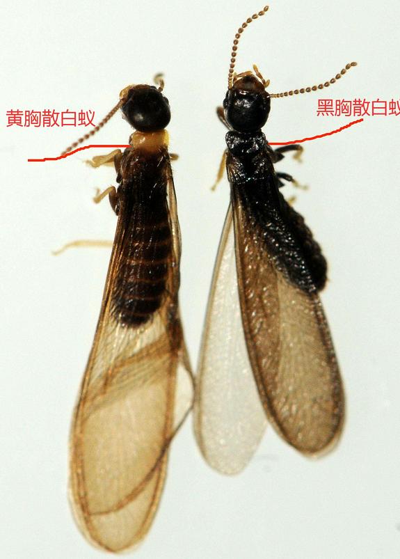 室外白蚁预防方法,白蚁危害进入高发期