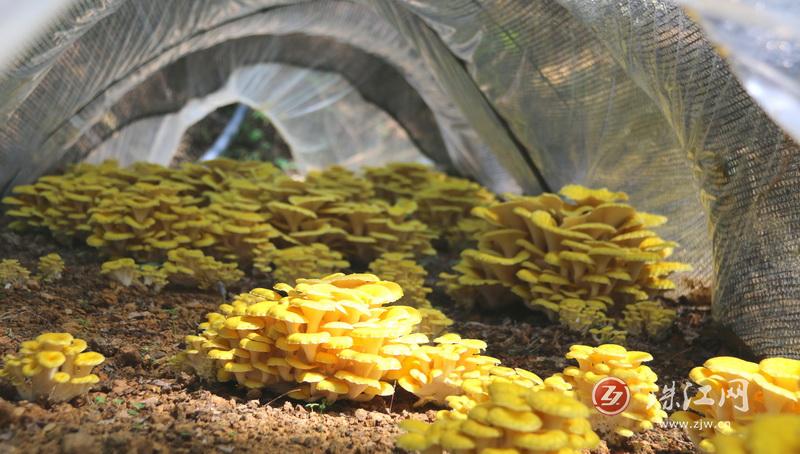“借绿”生金“钱景”可观——罗平县花红村榆黄菇破土而出惹人爱